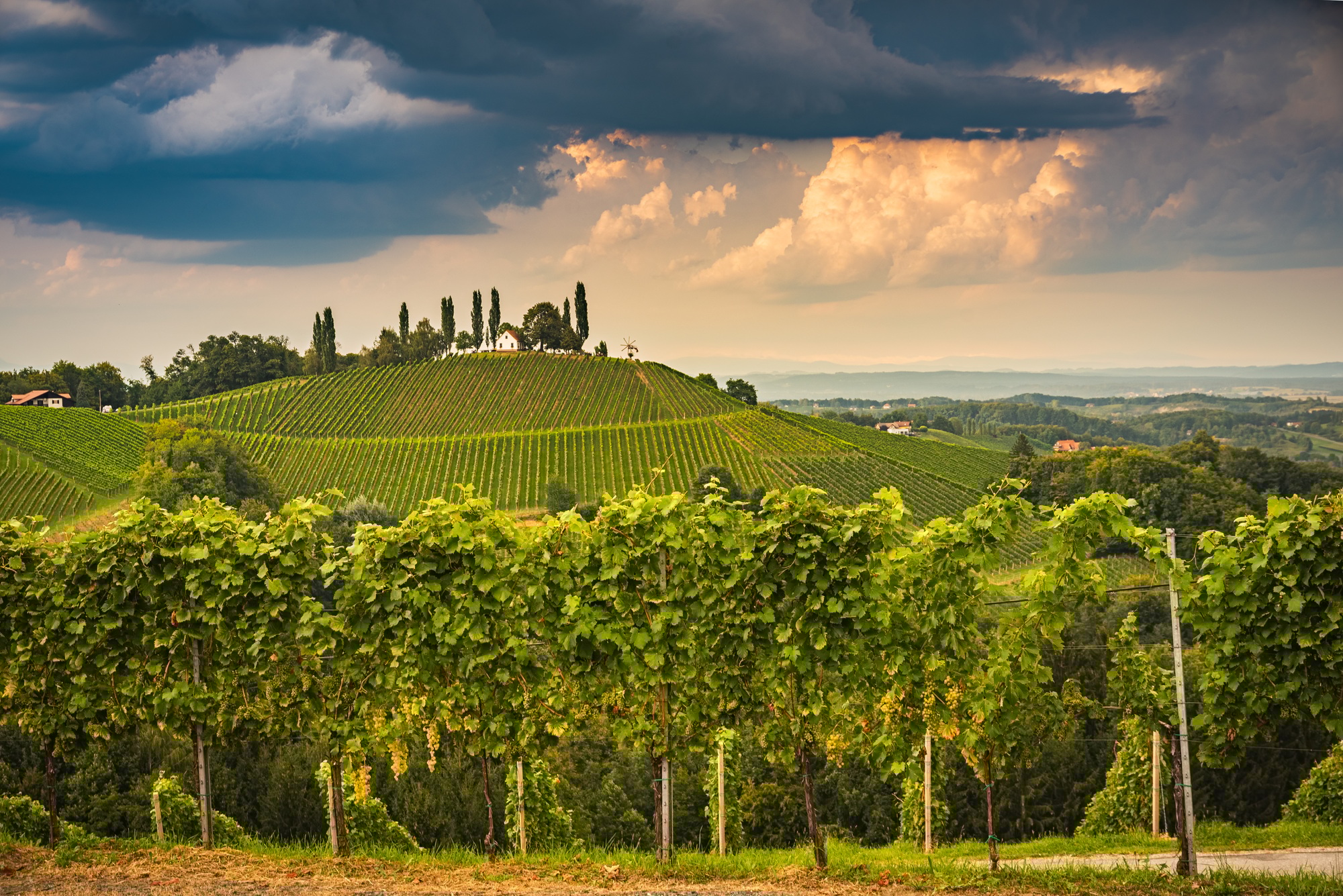 Vineyard on an Austrian countryside, Styrian Tuscany